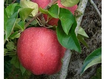  gʁ`10{`Î_ςHBWEW[XEɂ 