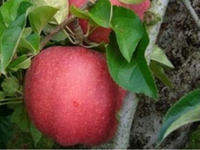 世界一〜10月上旬より〜大玉種。みつが入ります