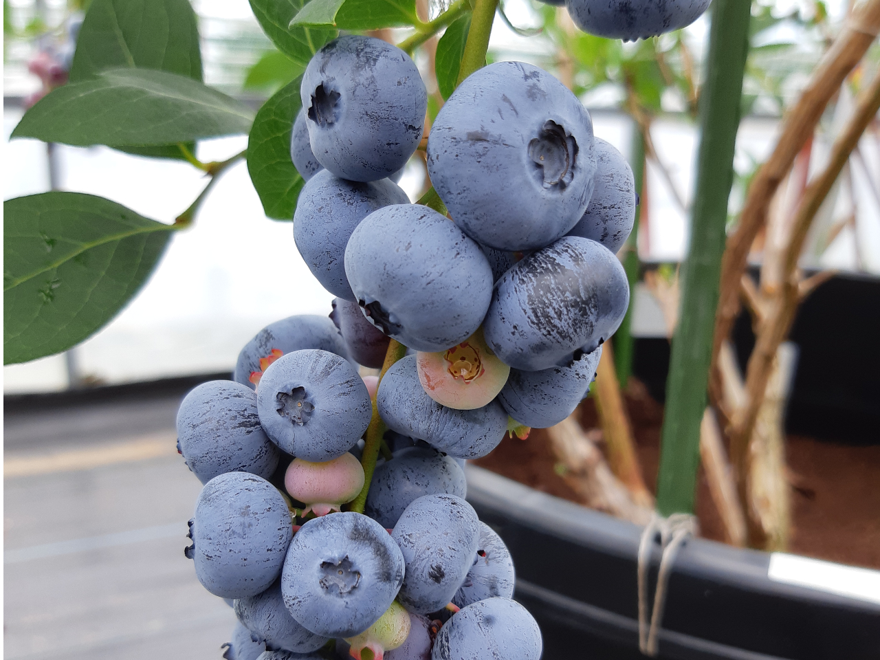 �����ȃu���[�x���[��in�]�c���@�]�c���s��������OPEN�I�@��200�{�̃u���[�x���[���F�l�����҂����Ă��܂��@�����œE�ݎ�����u���[�x���[�̖��͊i�ʂł��I