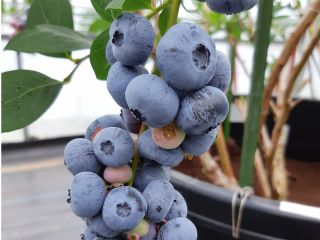 小さなブルーベリー園in江田島 江田島市沖美町にOPEN! 約200本のブルーベリーが皆様をお待ちしています 自分で摘み取ったブルーベリーの味は格別です!