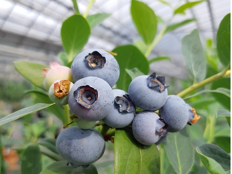 �r�������i�t�����_�X�^�[�j�n�C�u�b�V���n�嗱�@�Ԃ̐Ղ������̂悤�ɂȂ��Ă��܂�