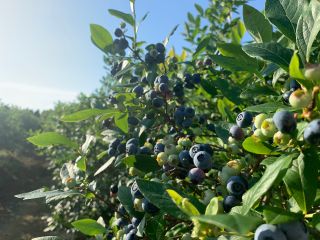 6月初旬〜9月初旬までブルーベリー狩り営業しております!皆様とりたてのブルーベリー食べてみませんか?