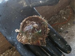 あこや貝はこんな貝です