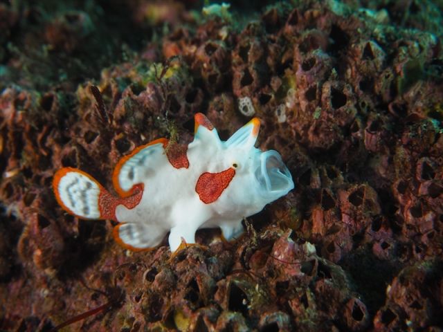 クマドリカエルアンコウ 大瀬崎
