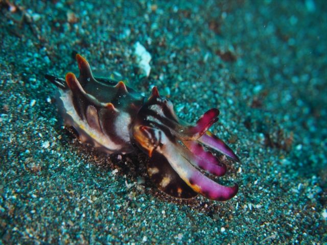 ハナイカ 海外ツアーにて