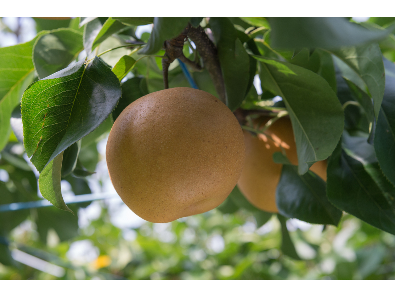 みずみずしくて甘いフルーツの王様☆彡