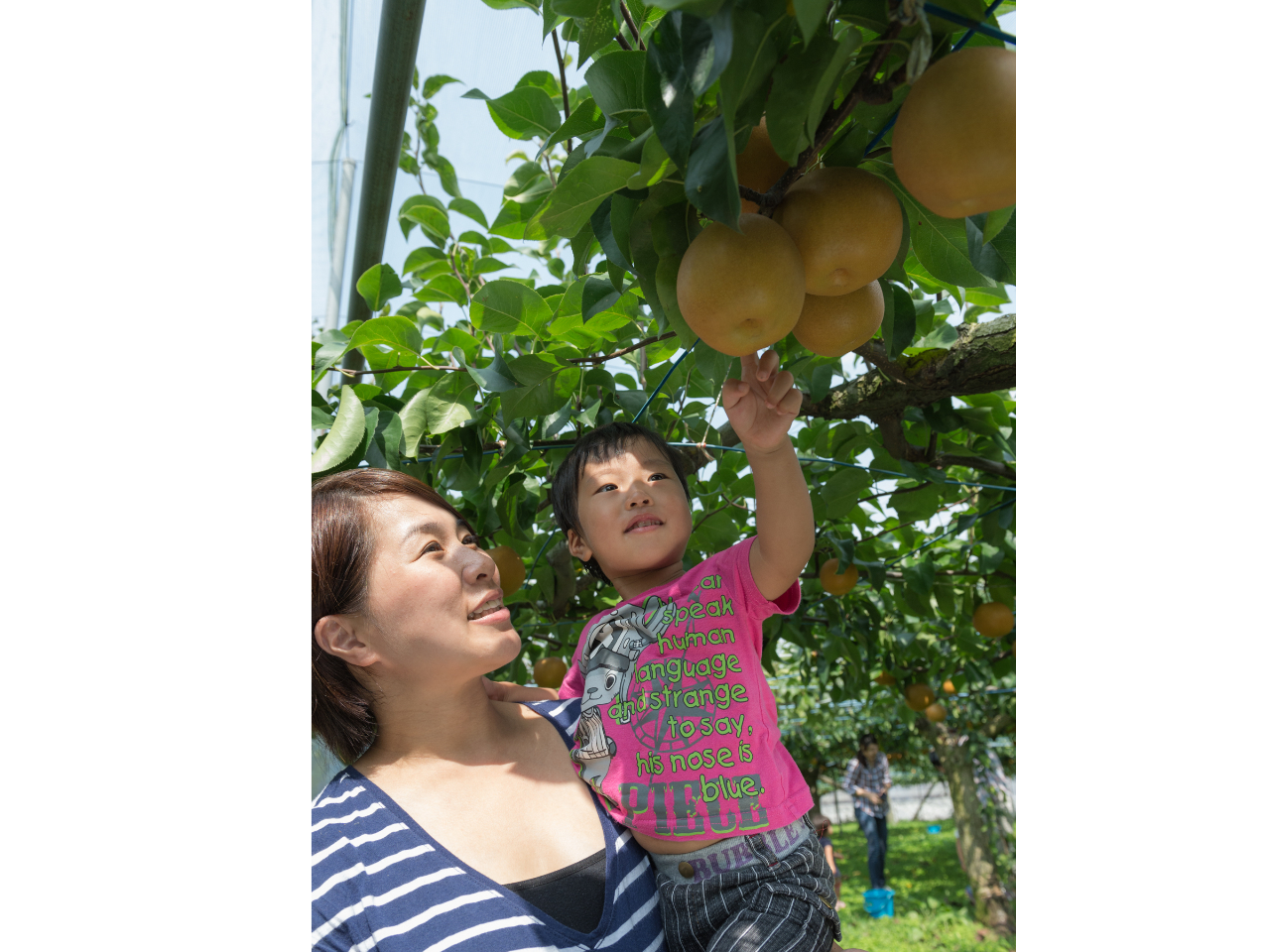 茨城県かすみがうら市で梨狩り体験してみませんか?お子様にも大人気☆彡