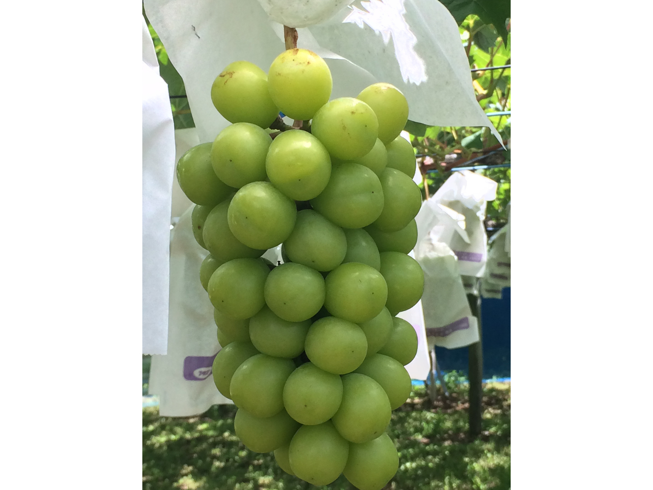 シャインマスカット狩り 1時間食べ放題 9月上旬 皮ごと食べられる 甘い ファミリー カップル 女性にオススメ 彡 安田果樹園 じゃらん遊び体験 シャインマスカット狩り 1時間食べ放題 9月上旬 皮ごと食べられる 甘い ファミリー カップル 女性にオススメ 彡 安田果樹園 じゃらん遊び体験