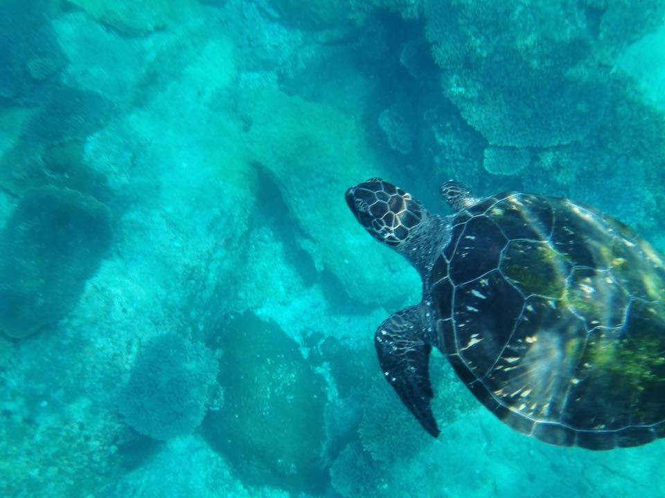 後の浜ではアオウミガメと一緒に泳げるかも?