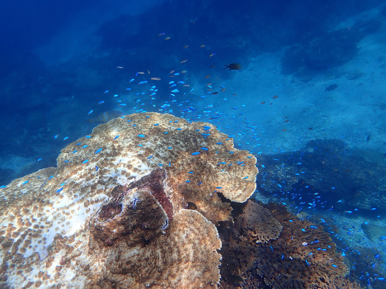 ソラスズメダイの群れ