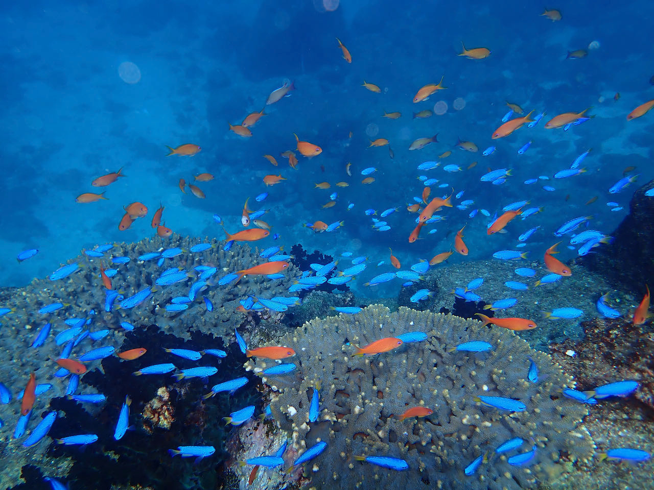 ソラスズメダイとキンギョハナダイの群れ