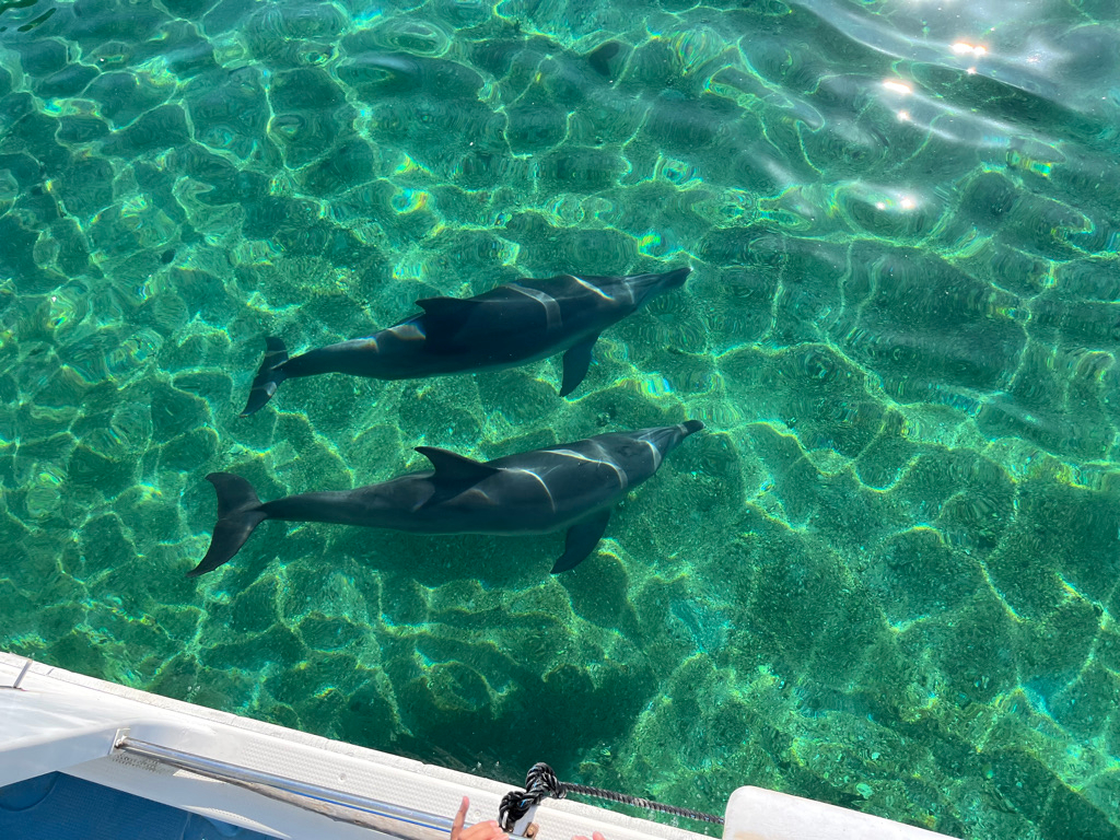 港内に棲みついたイルカの親子 2019年11月10日〜ずっと棲み続けています