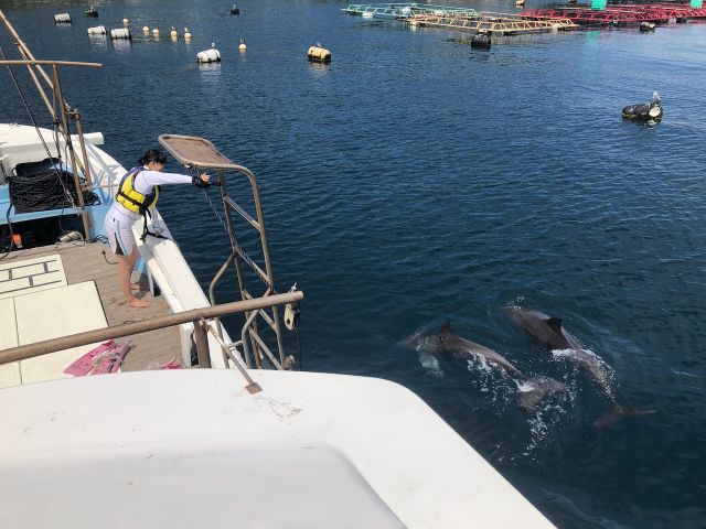 野生のイルカウォッチング、サービス中です!