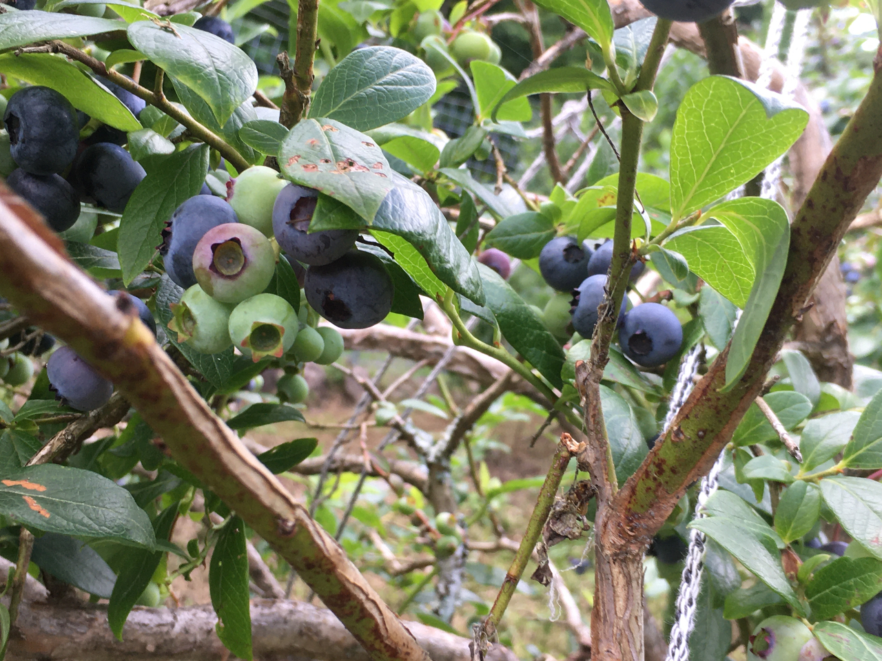 �F�Â��ԋ߂̃u���[�x���[