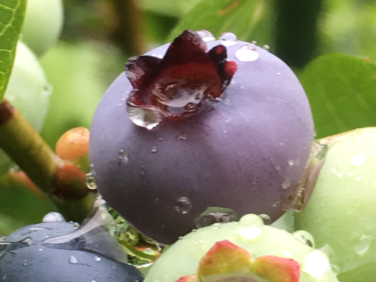 �J�オ��̃u���[�x���[