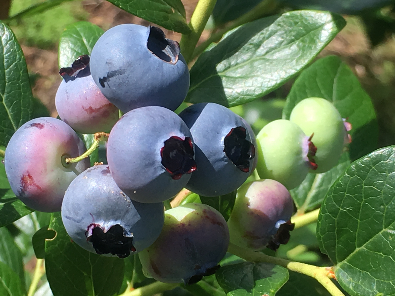 �u���[�x���[1