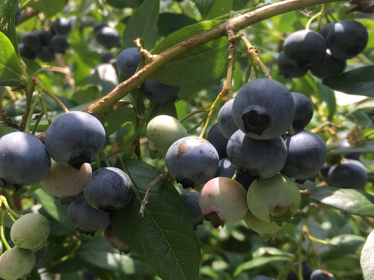 �u���[�x���[2