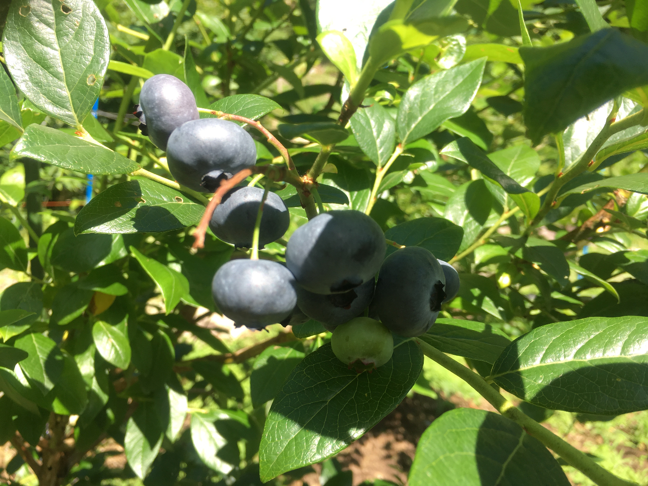 ���n�����u���[�x���[