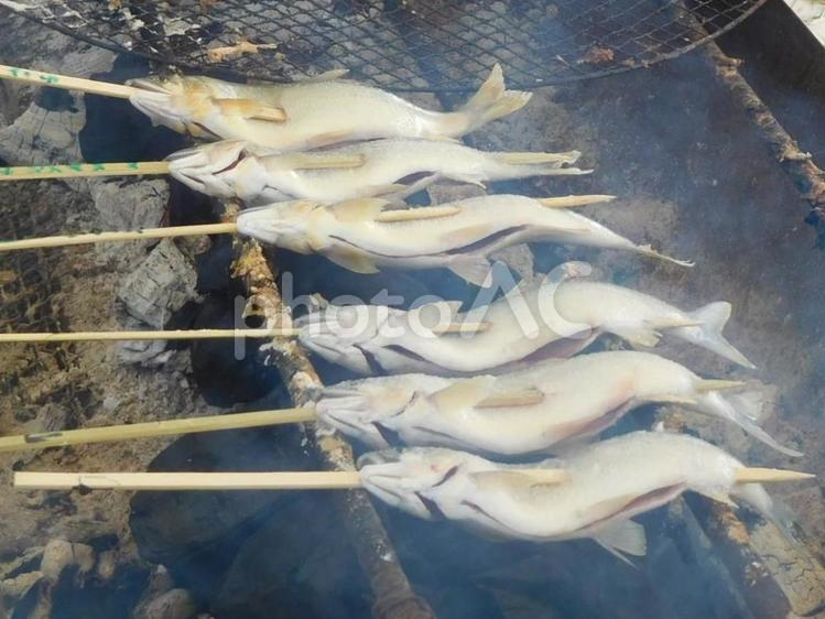 魚(アマゴ)のつかみ取り!!