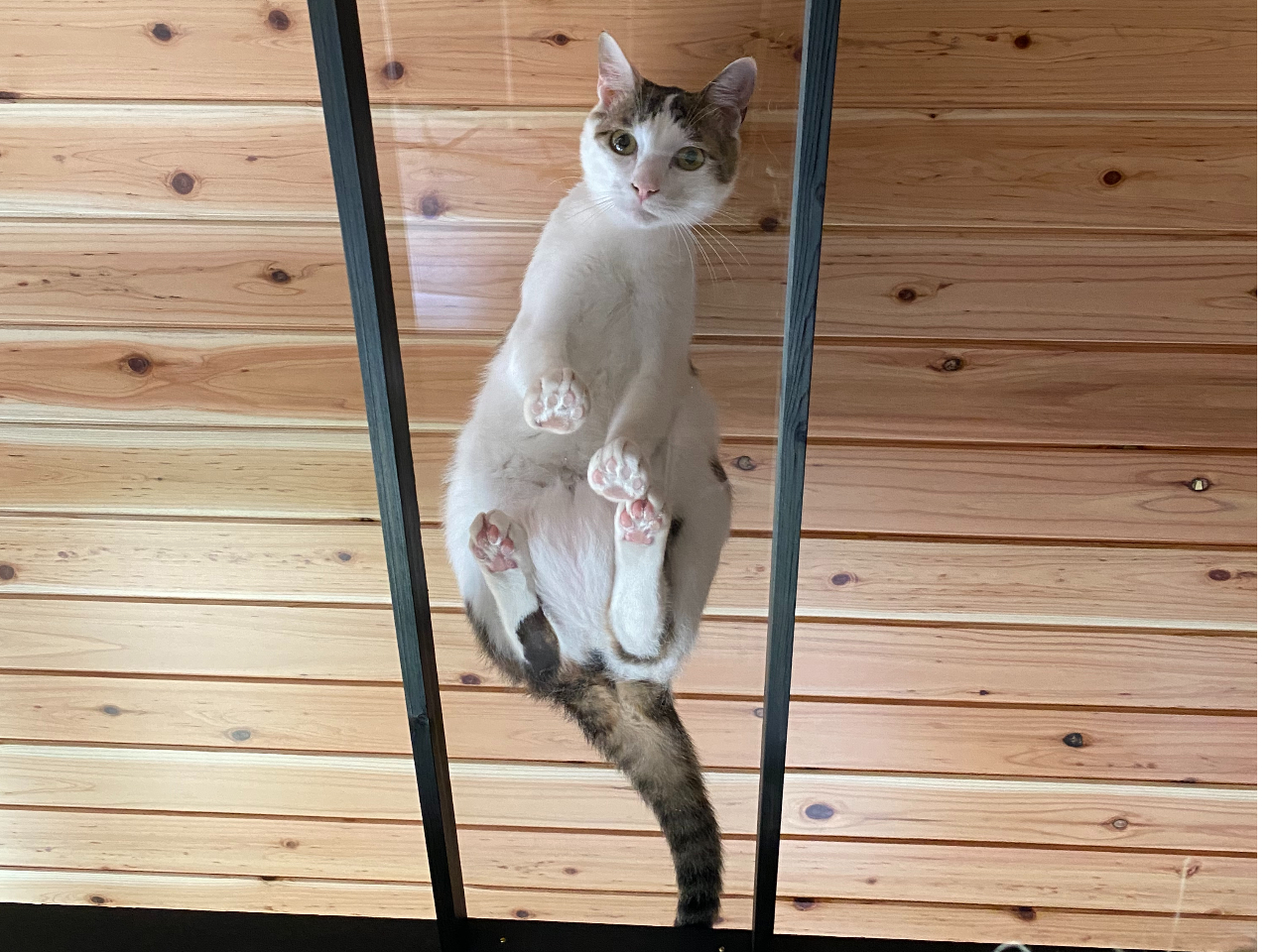 猫の楽園 にゃんlivingの口コミ じゃらんnet 猫の楽園 にゃんlivingの口コミ じゃらんnet