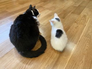 仔猫から成猫まで。約20匹の保護猫さんがお待ちしています♪