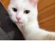 人と遊ぶのが大好きな猫スタッフ(^^♪ たくさん遊んであげてください☆