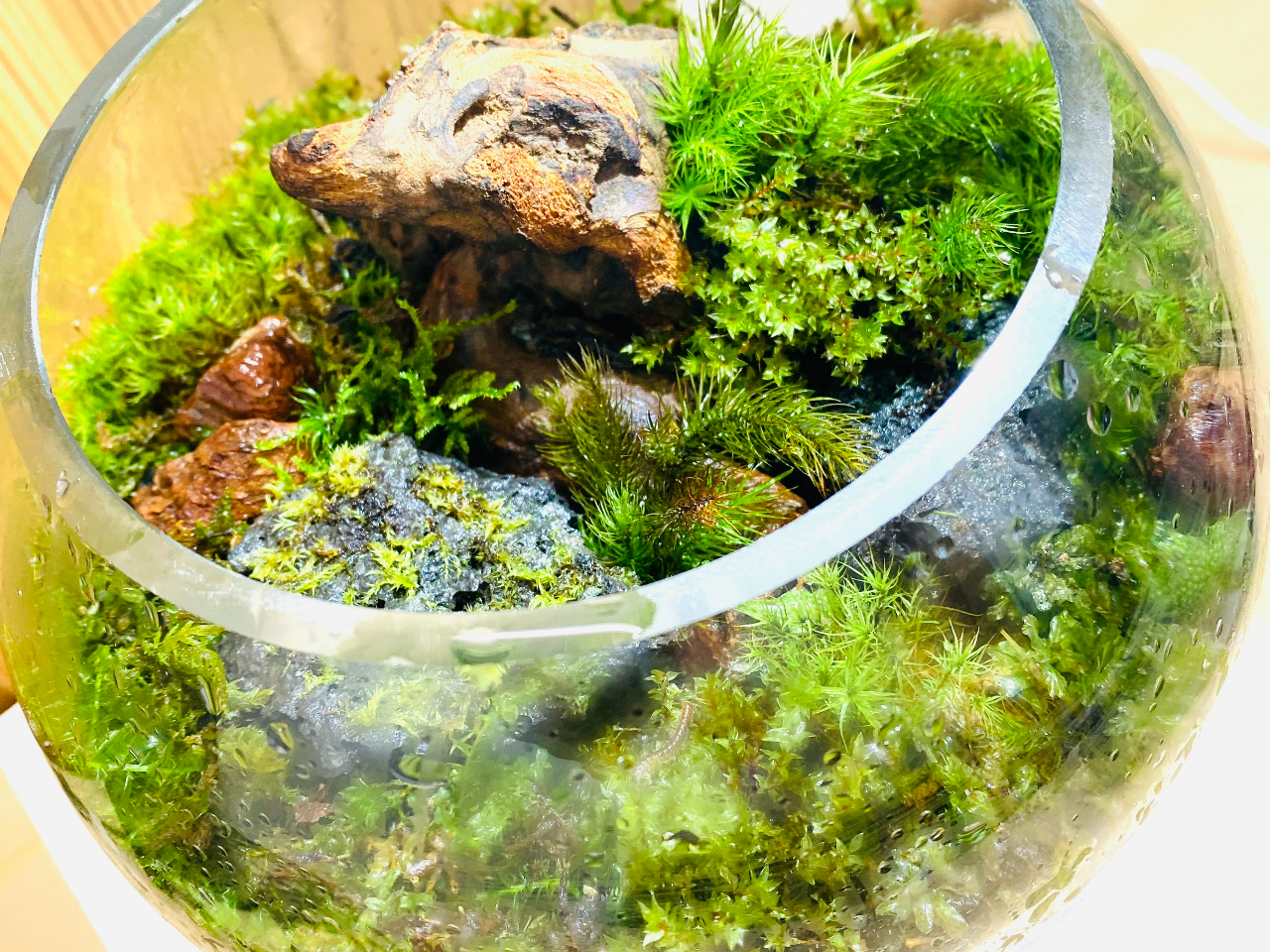 兵庫・加古川本店】「苔の世界」に癒されませんか？＼苔テラリウム