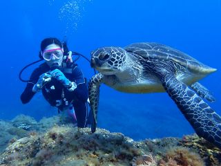 ウミガメに会えるかも!