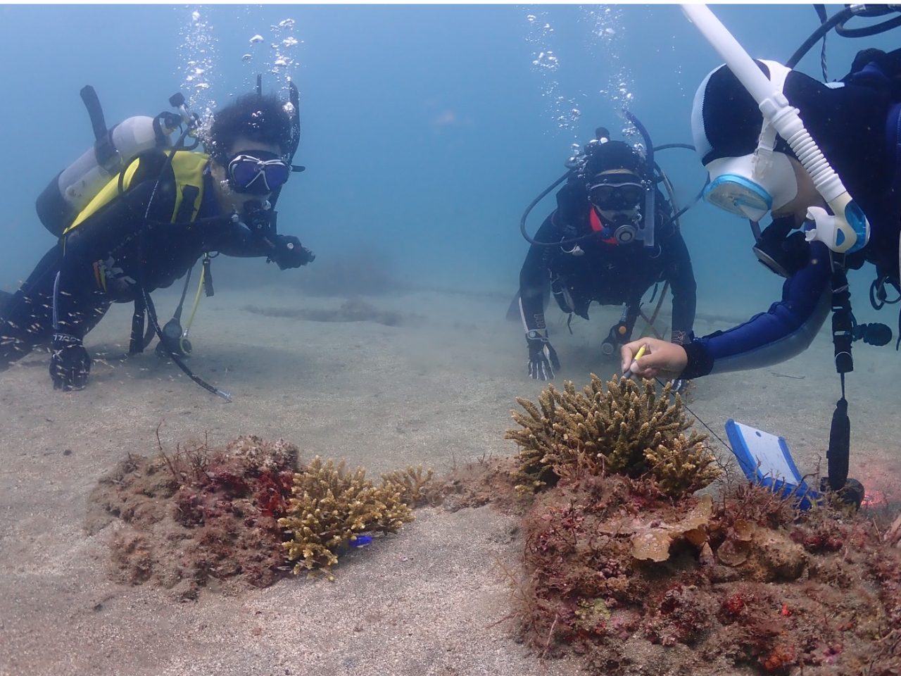 サンゴの中に珍しい生物発見!!