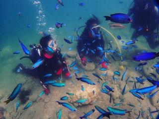 ソラスズメダイがいっぱい(^^♪