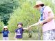 ブルーベリーの木は背が低く、小さなお子様でも自分で木から摘み取って食べられます紫色に変わり、手でつまんで「ぽろっと」簡単に取れる実が完熟で食べごろです。