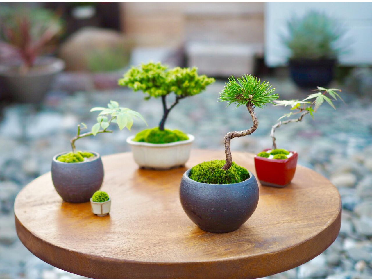 阿波庭縁のちいさな盆栽教室