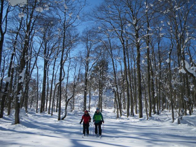 静寂の森の中を歩く