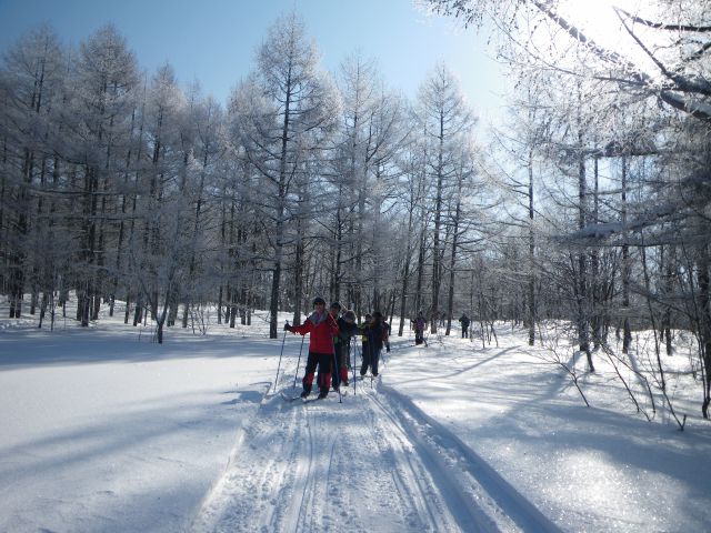 雪をかぶったカラマツ林は北欧の景色?
