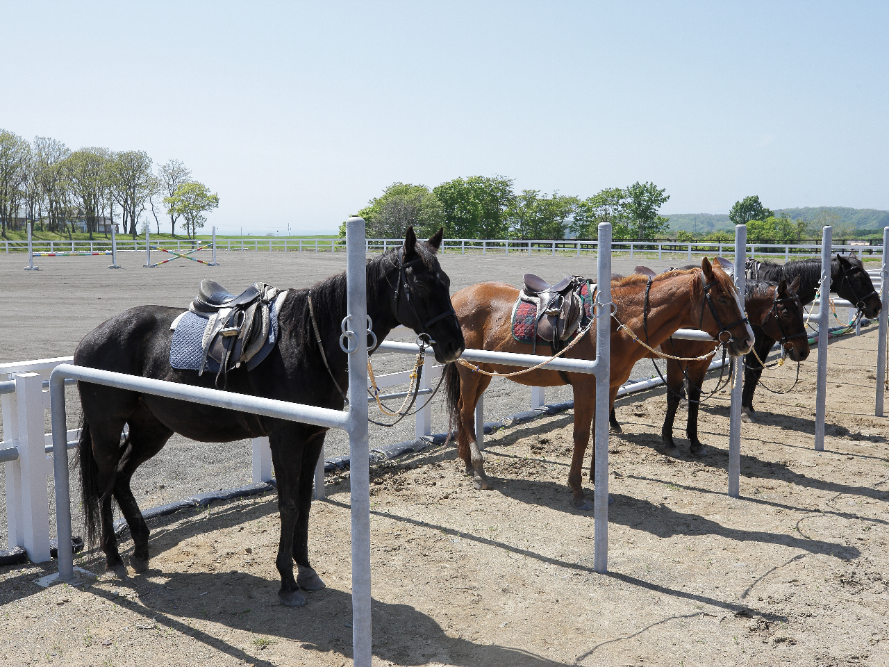 ݐЂn̂قƂǂnŊ􂵂ĂñTubhI