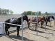 在籍する馬のほとんどが競馬で活躍していた元競走馬のサラブレッド!