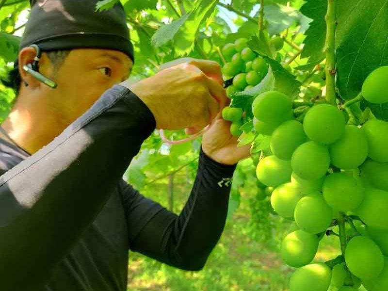 【ぶどう約20品種_ぶどう狩り】ぶどうの試食セット付予約