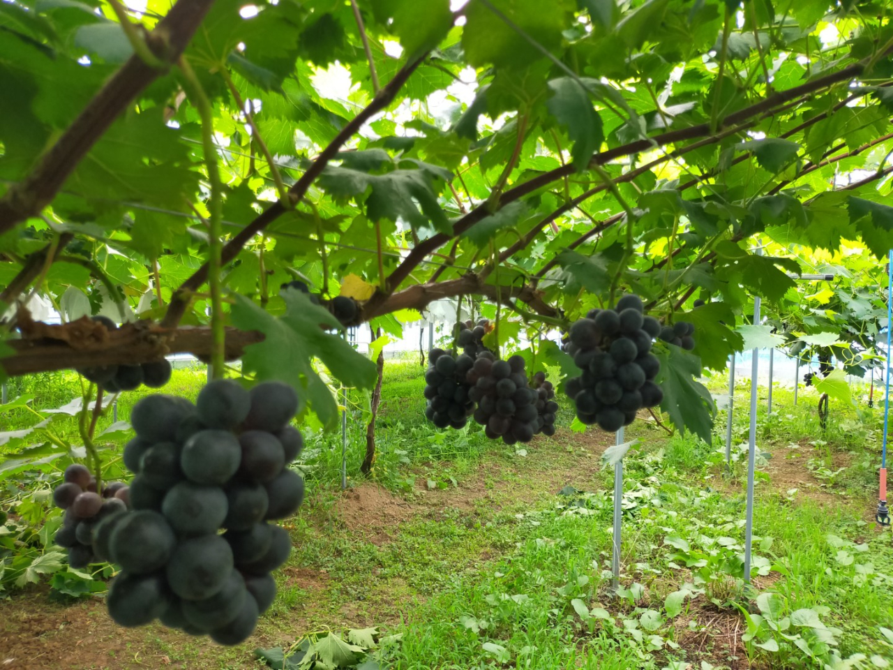 約20種類の葡萄を育ててます