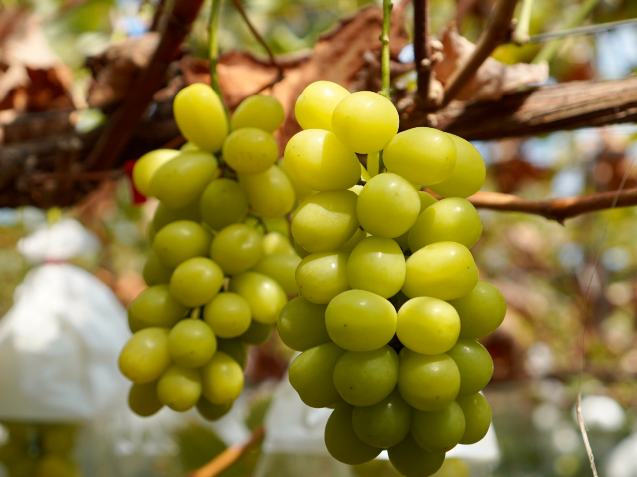 シャインマスカットはお盆頃が目安です