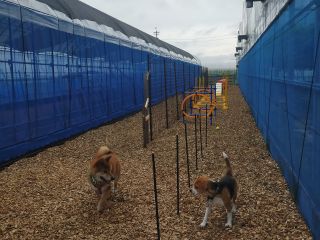 ドッグラン ワンちゃんと一緒に気分転換を 土日祝日の限定開催 併設カフェでゆっくり あわら温泉フルーツパークokayu じゃらん遊び体験 ドッグラン ワンちゃんと一緒に気分転換を 土日祝日の限定開催 併設カフェでゆっくり あわら温泉フルーツパークokayu じゃらん遊び体験