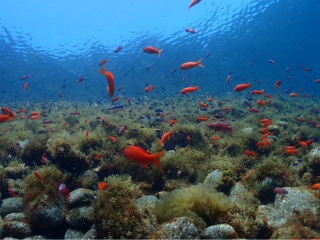 珍しいお魚に出会えるかも♪