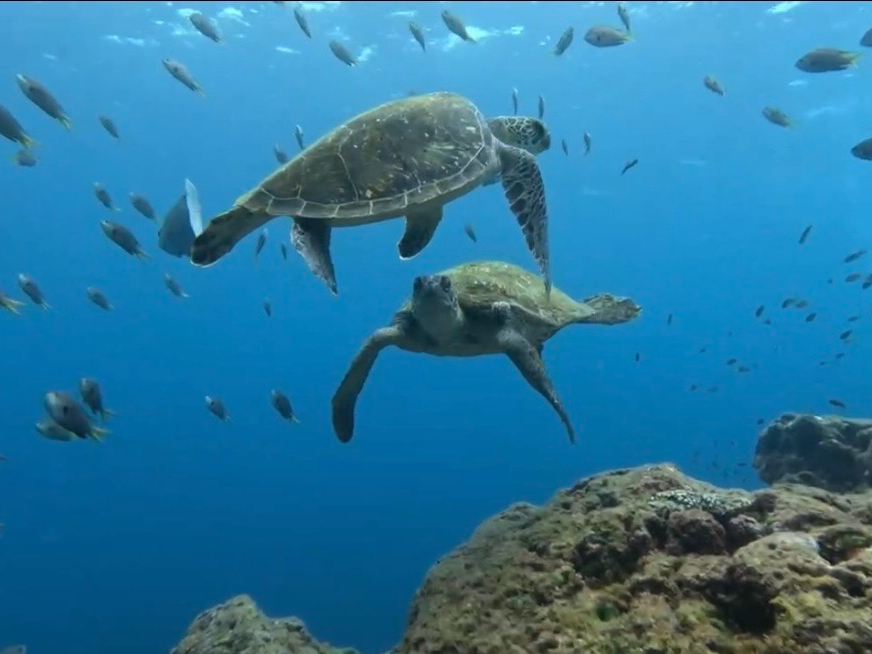 �_�C�r���O�V���b�v�@�A�o���̎ʐ^3