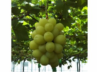 シャインマスカット 収穫時期 9月中〜〜予定