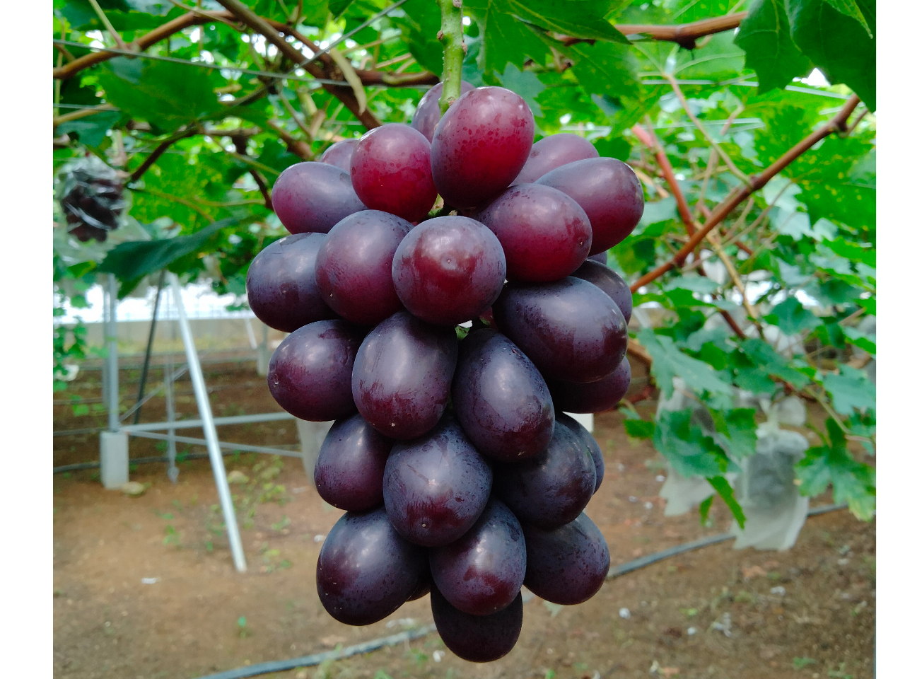 VC}XJbg@}XJbgm[@n@9{ȍ~\