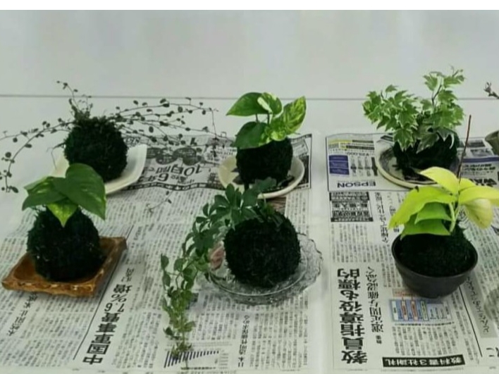 植物によって見た目も違い可愛くコロンと♪