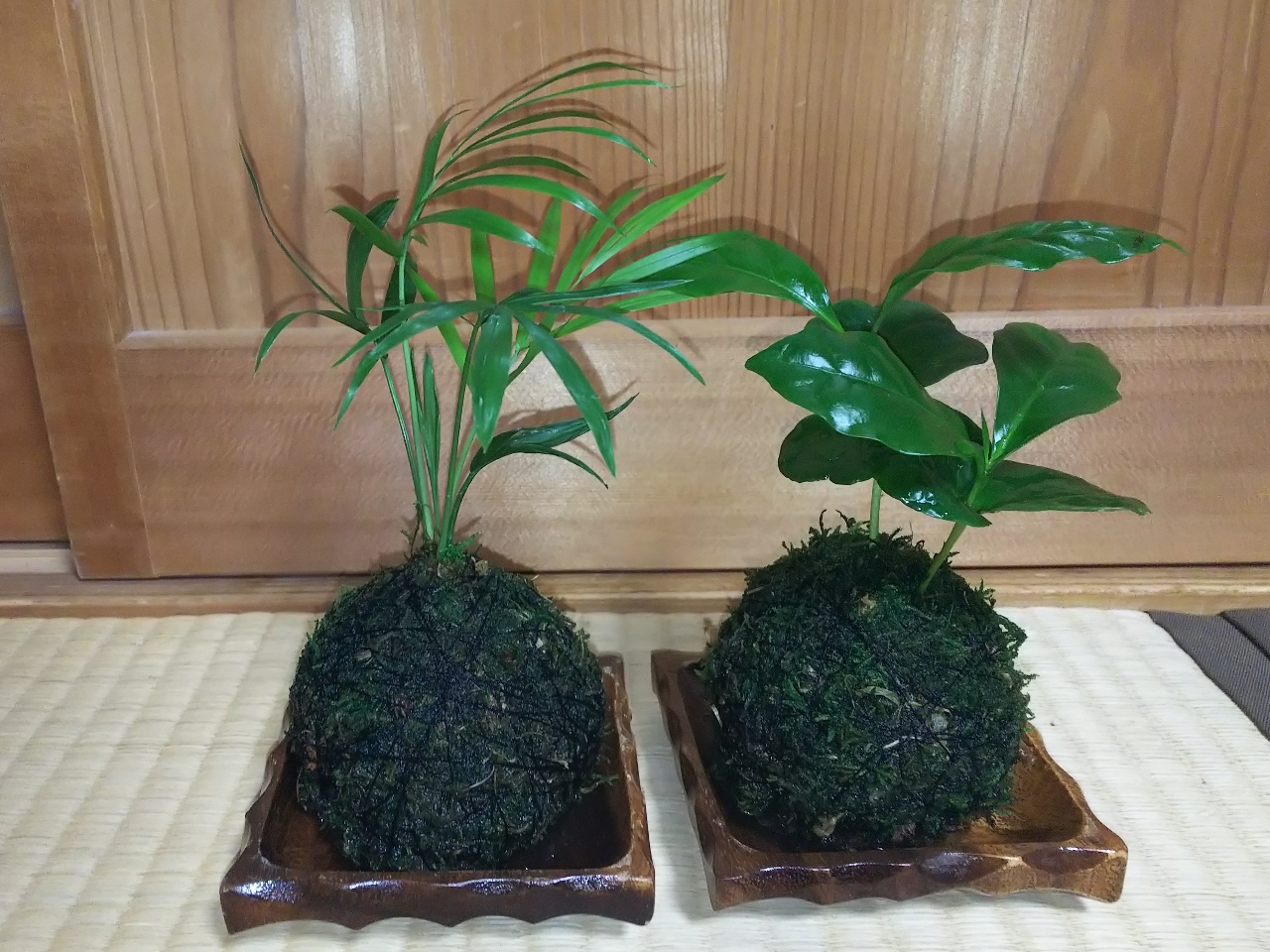植物によって大きさ等も変わります♪