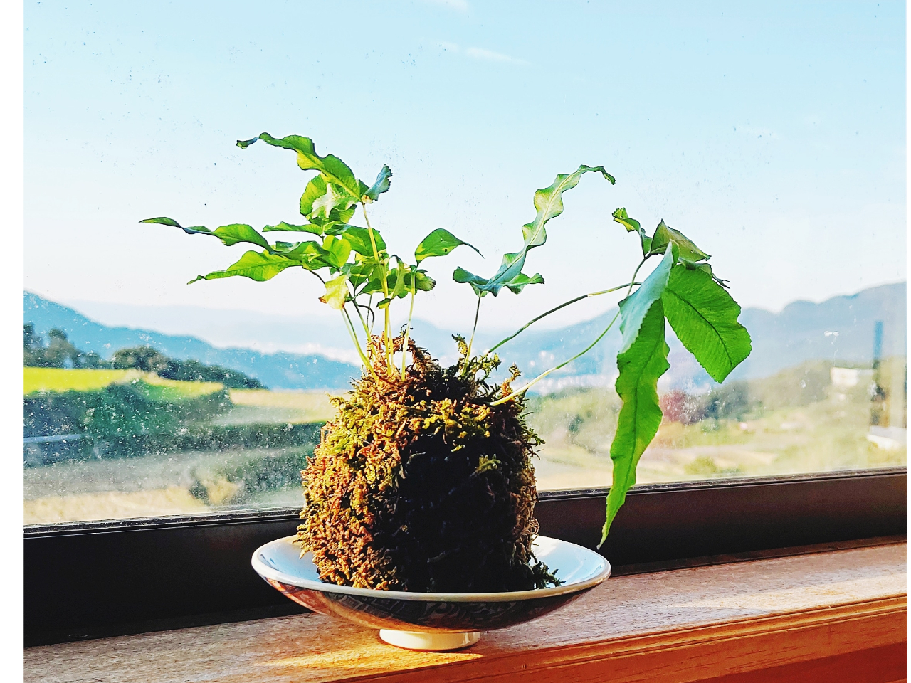 ころんと可愛い苔玉です♪