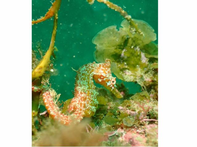 海の生物たちがお出迎え★
