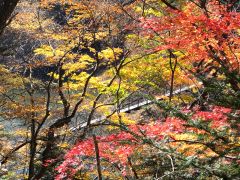 紅葉の向こうに見える橋と川も絵になるなる!