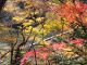 紅葉の向こうに見える橋と川も絵になるなる!